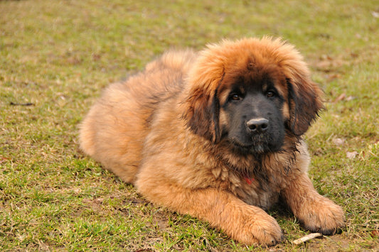 German Dog Breeds