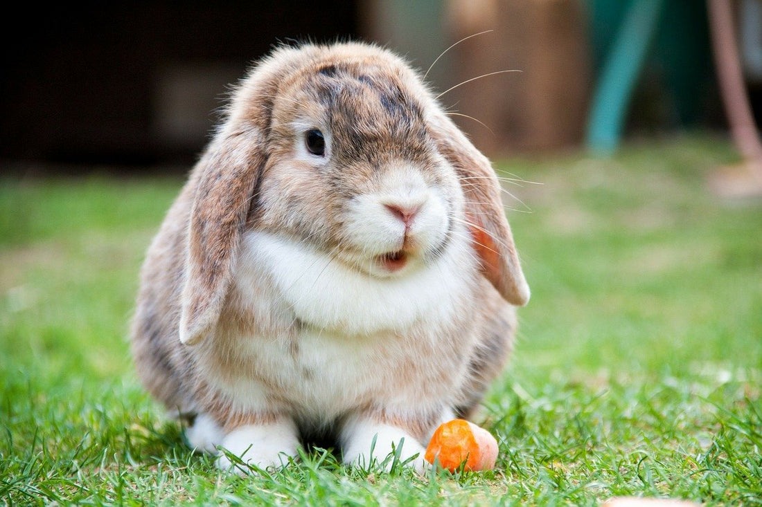 Rabbits For Adoption