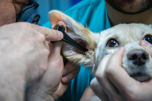 Ear Mites In Dogs