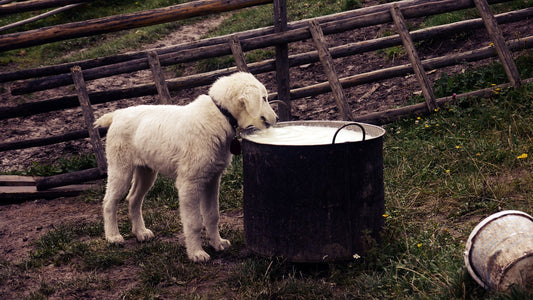 Which Flavour Dog Food Is Best