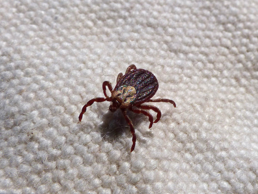 Dog Mites