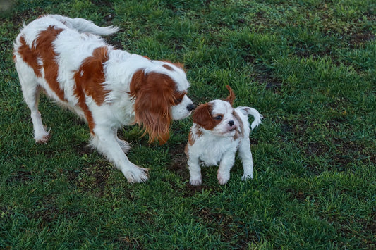 Cavalier-King-Charles-Spaniel Dog Breed Guide