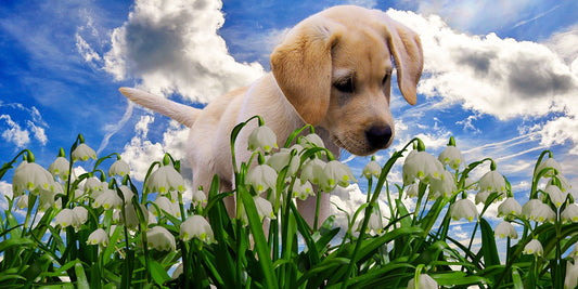 Plants And Trees That Your Dog Should Not Go Near