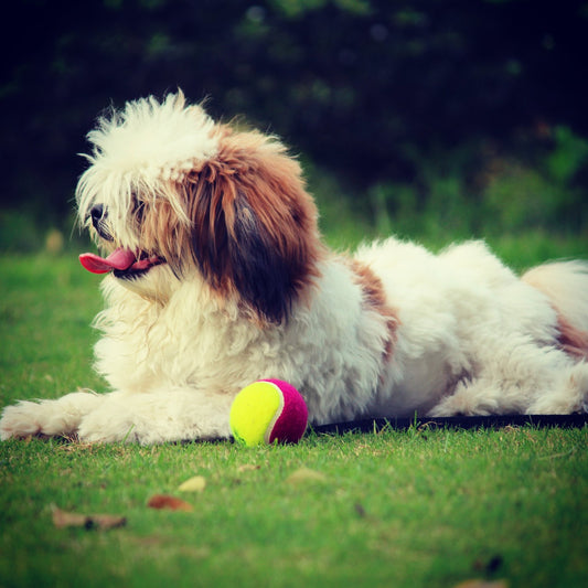 What Dog Breeds Live The Longest