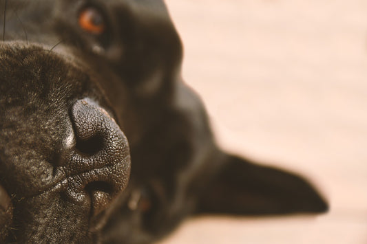 Italian Dog Breeds