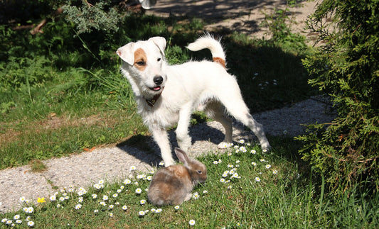 Suitable Dog Breeds For Sporty People
