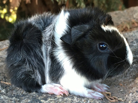Baby Guinea Pigs