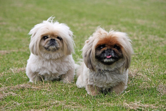 Lazy Dog Breeds