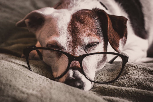 Dog Dementia