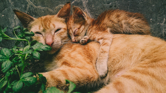 Why Do Cats Knead