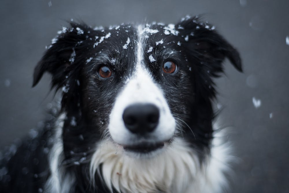 Dog Breeds That Really Feel The Cold