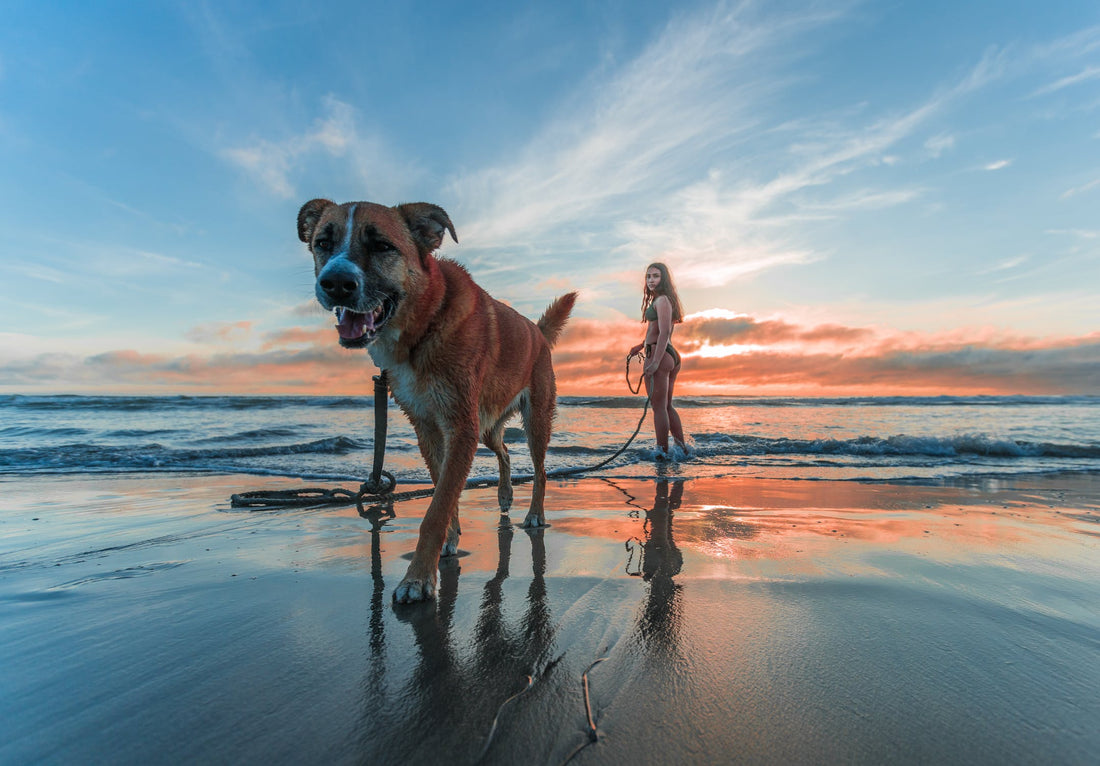50 Things That Might Be On A Dogs Bucket List