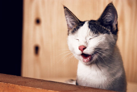 Cat Coughing