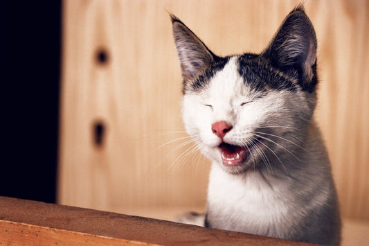 Cat Seizures