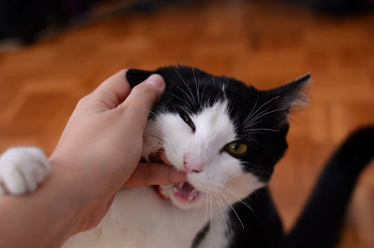 Cat Bites