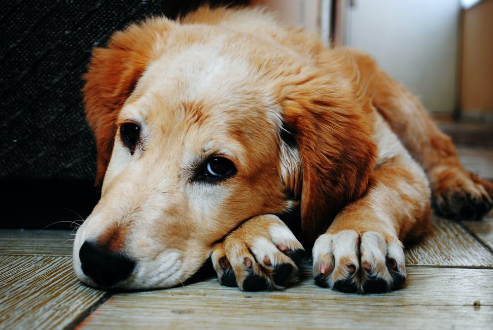 A Guide To Dog Anxiety