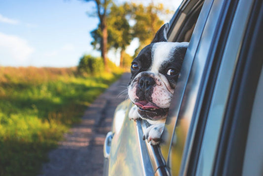 Dog Travel Sickness How To Help