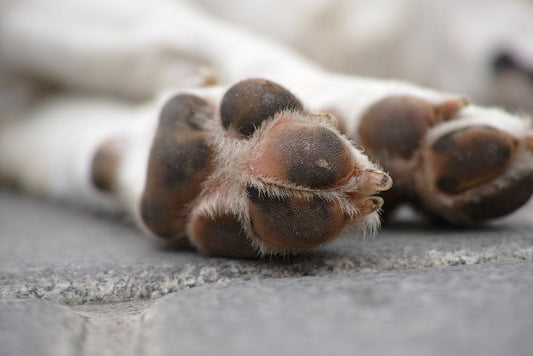 Down Syndrome Dog