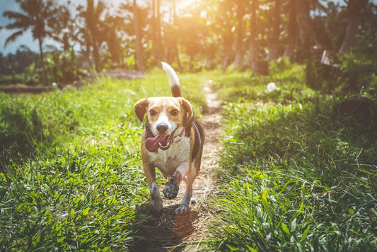 How To Tell If Your Dog Is Happy