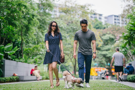 Keeping Your Dog Under Control In The Park