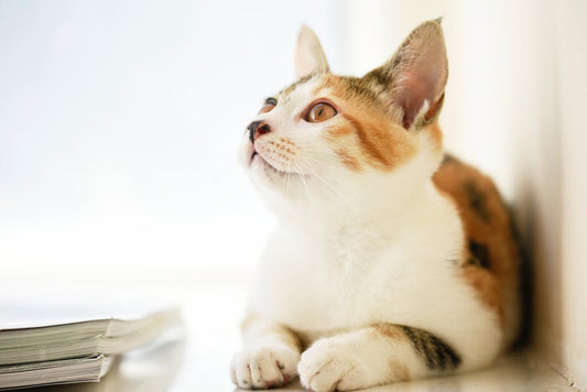 Cat Behaves Like A Dog