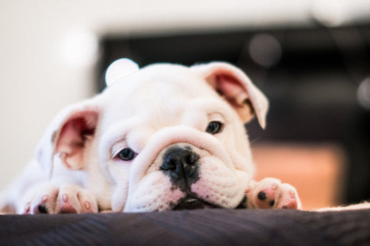 What Is Dog Flu