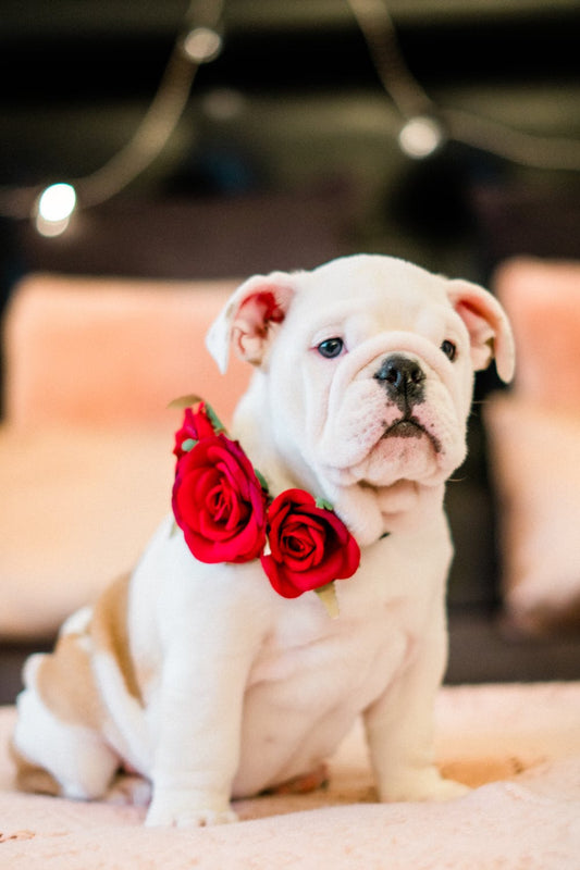 Bulldog Breeds