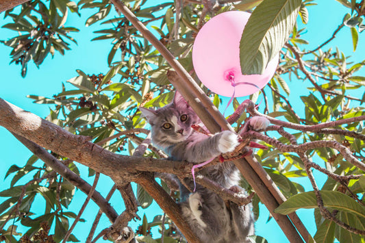 What Do Cats Do When They Leave The House