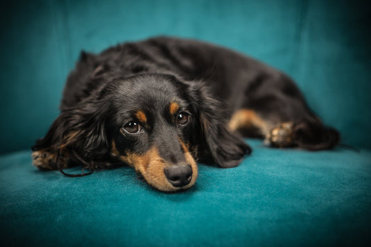 Addisons Disease In Dogs