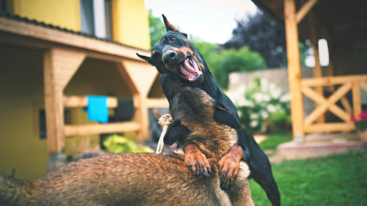 When Is A Dog Attack A Criminal Offence