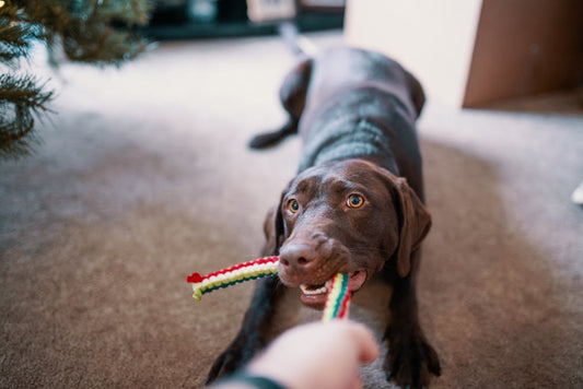 How To Provide Mental Stimulation For Your Dog