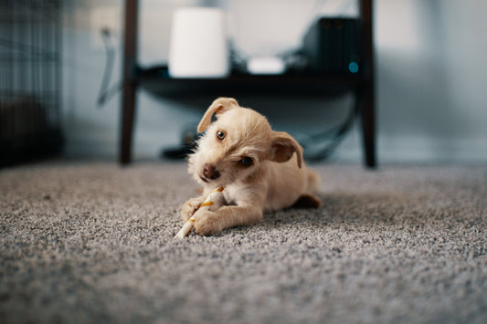 Smallest Dog Breed In The World