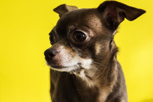 Dog Group Toy Breeds