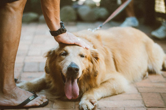 Hip Dysplasia In Dogs