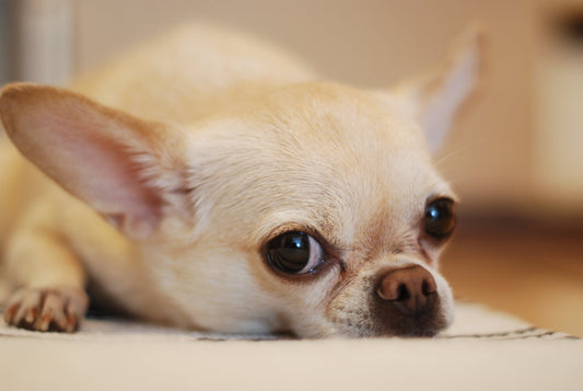 Dog Diarrhoea