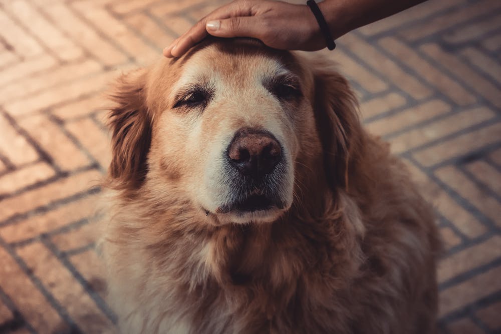 Caring For Your Elderly Dog