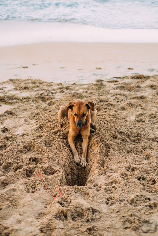 Can Dogs Get Sunburn