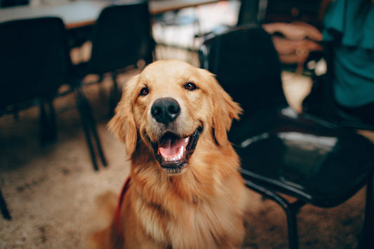 Companion Dog Breeds