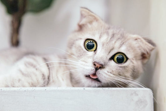 Why Do Cats Have Whiskers