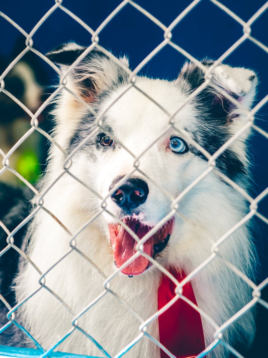 Cataracts In Dogs