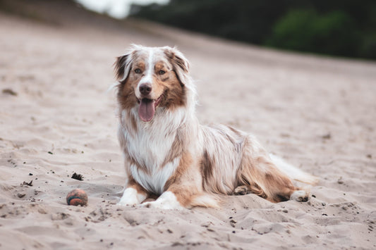 Australian-Shepherd Dog Breed Guide