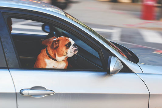 How To Travel With A Dog In A Car