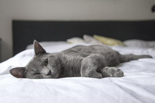 Why Do Cats Always Come Home