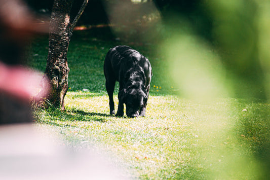 Why Do Dogs Eat Grass