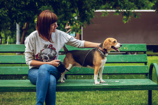 Dog Breeds With The Longest Bodies