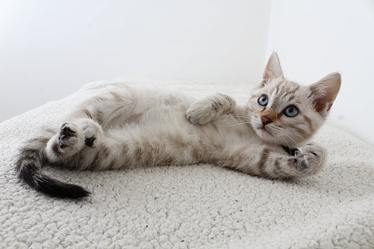 Cat Hairballs And Furballs