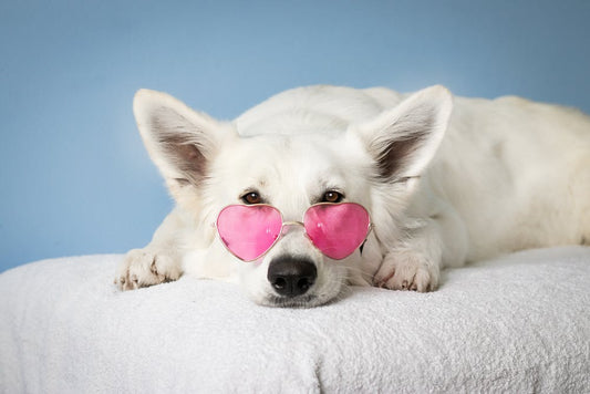 How To Prevent Your Dog From Guarding Objects