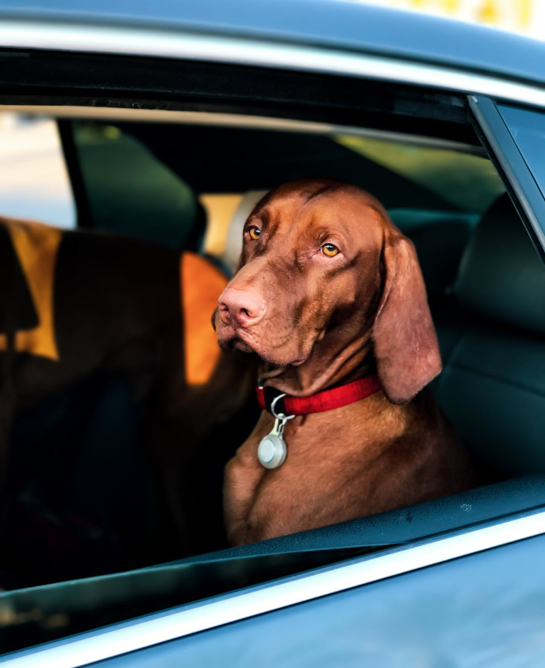 Buying A Car When You Have Dogs