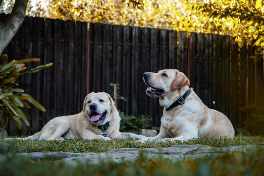Can Dogs Recognise Their Own Breed