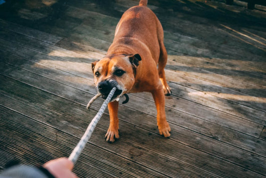 How To Calm Your Dog Down